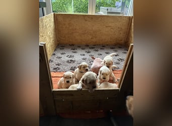 Golden Retriever Welpen
