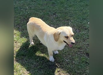 Berlin ein Smiley Dog
