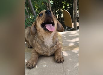 Giulia sucht ein liebevolles Zuhause