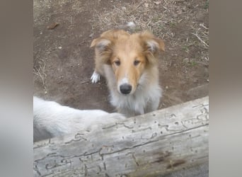 Colliewelpe - eine kleine Lady sucht noch ein  Zahause