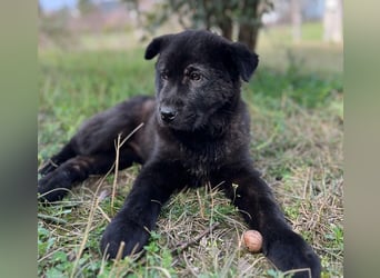 Hachiko, geb. ca. 01/2025, lebt in GRIECHENLAND, auf einer privaten Pflegestelle