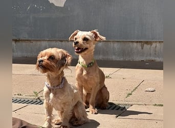 Milo, Yorkshire Mix, geb. 7/ 2024, schüchtern, will die Welt kennenlernen