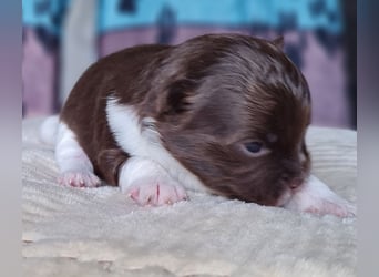 Bezaubernde Welpen aus Bolonka Zwetna und Pomeranian (Zwergspitz)