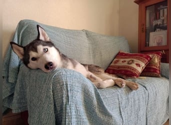 Eve, ein Leben auf dem Balkon ;-(   , fast  2 Jahre lang