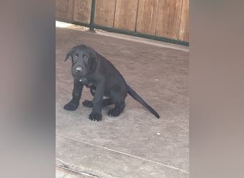 Irische Wolfshunde/ Irish Wolfhound Welpen