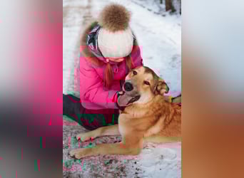 Labrador-Mix Loki sucht Familie