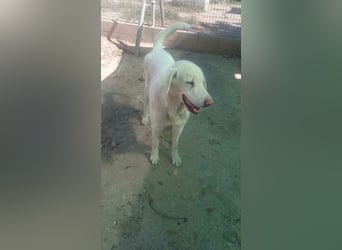 BLANCA