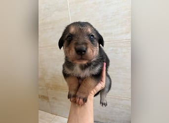 Lenny sucht sein Traumkörbchen