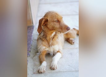 JOLENE-wunderschöne Strubbelmaus mit goldenem Herzen sucht ihre liebevolle "Für-immer-Familie"