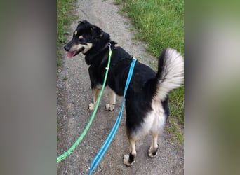 Simba, Kurzhaarcollie Mischling