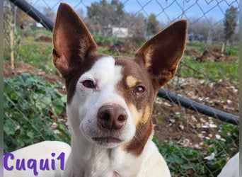 Cuqui1 06/2019 (ESP) - entspannte und liebe kleine Ratonero Bodeguero Andaluz Hündin!
