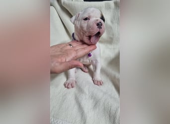 American Bulldog Welpen