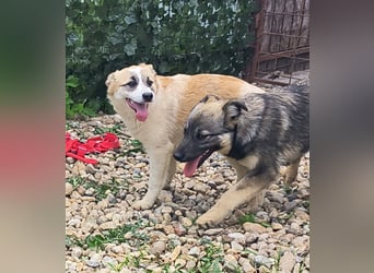 LEILA sucht eine Familie