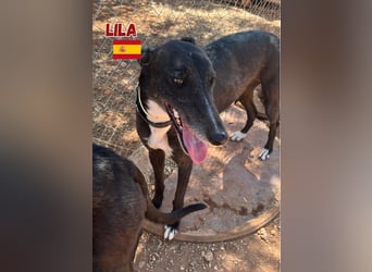 Lila,geb.03/22,anhängliches Galgo Mädel sucht ihre Familie