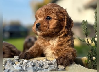 Exklusive Maltipoo Welpen im Red Apricot in Liebevolle Hände abzugeben Malteser/Pudel
