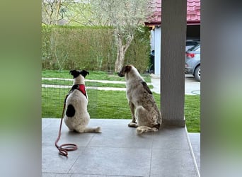 Süße Daisy sucht ihr eigenes Körbchen