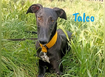 Talco 06/2024 (in Deutschland) - liebenswerter junger Galgo!