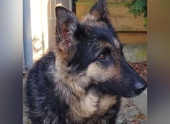 LIZA Collie-Schäferhund Mix