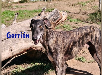 Gorrión 10/2020 (ESP) - sozialer und verspielter Galgo sucht Rasseliebhaber!