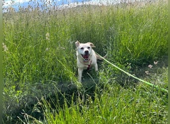 Alba - vorsichtige, ruhige, liebe Labrador-Mix-Hündin / Pflegestelle in Mosbach
