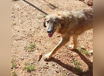Ellie - ihr kleiner Körper war voller Wunden, als man sie fand