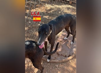 Lila,geb.03/22,anhängliches Galgo Mädel sucht ihre Familie