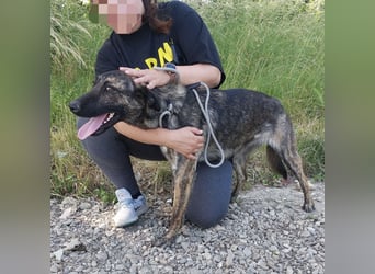 Tala eine ängstliche Hübsche