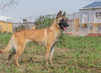AMILA ❤️ wunderbare Malinois Dame, Pflegefamilie Kempen