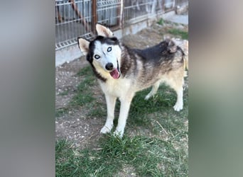 Husky Zeus