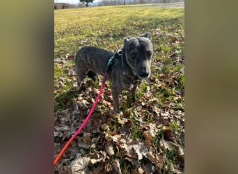 Lui - kleiner Hund mit großem Herz sucht 2te Chance