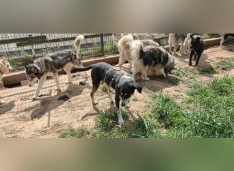 Kyro - auf Pflegestelle in der Eifel