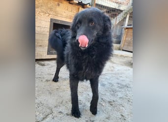 LENZI❤️unser kroat. Schäferhund-Mix-Rüde ist ein wahrer Sonnenschein!