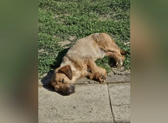 Süßer Dackel-Mix freut sich auf Deinen Besuch