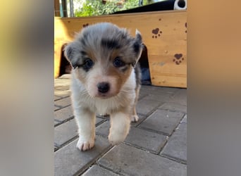 Knuddelige Australian Shepherd Welpen suchen Stellung für's Leben