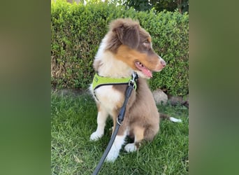 1 kleine Australian Shepherd Hündin( Welpe) braun/redtri (Minimix/Reinrassig)+ Gesundheitszeugnis