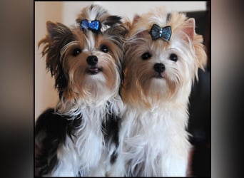 Yorkshire Terrier Welpen -verschiedene Farbgebungen u. Größen