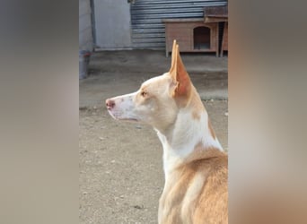 Tina, eine tolle Podenca
