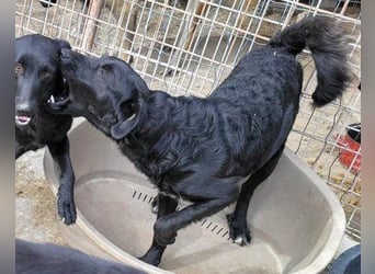 Sweet Coco: offenes, junges, verspieltes Hundemädl