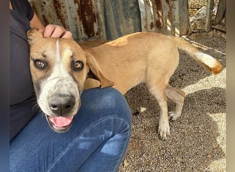 Notfell-Hündin ♥Honey♥ sucht dringend ihre emphatische PS/ES
