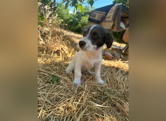 Lolka, geboren 30.03.2025, 22cm sucht sein Körbchen