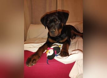 Axel, sucht eine aktive Familie….