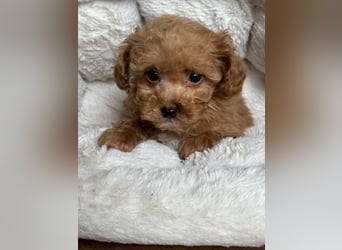Sehr gesunde Maltipoo welpen in abricot und créme farben.