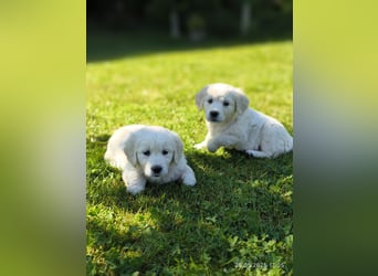 Golden Retriever Welpen 