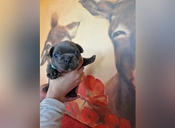 Französische Bulldogge Welpen in Leuna