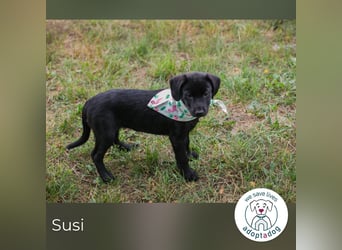 Susi: Hundekind sucht ein Zuhause