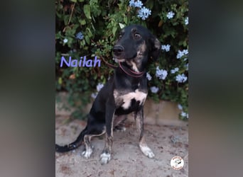 Nailah 03/2024 (in Deutschland) - neugierige und wunderschöne Begleiterin!