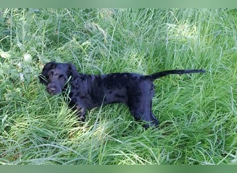 Cockapoo bereit zum Lieben!  - Schenken Sie sich selbst bedingungslose Liebe –