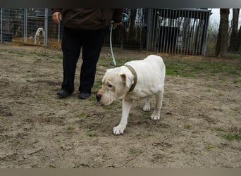 Otto-DG, sucht ein liebevolles Plätzchen!