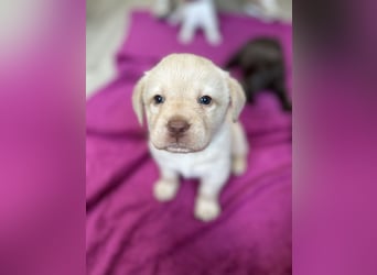 Labrador Retriever Labbi Welpen