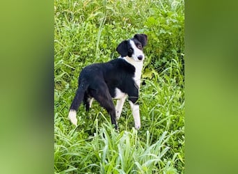 Fröhliche MINNIE lebensfroh, aufgeschlossen, verspielt freut sie sich, das Tierheim zu verlassen
